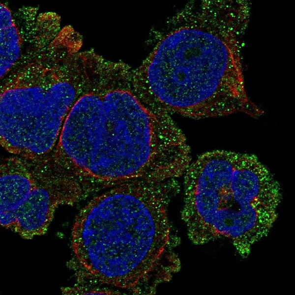 IF of human cell line THP-1 stained with DSHB antibody CPTC-ITGAX-1 against ITGAX (green), anti-tubulin (red) and DAPI (blue). Image credit: Human Protein Atlas via CPTC